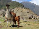 Paquete Cusco 5 días